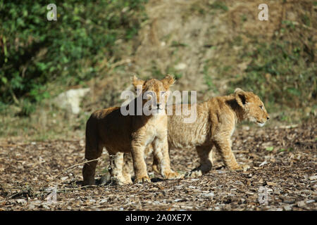 Lion Cubs a Lion Lodge, Port Lympne Wild Riserva Animale Foto Stock