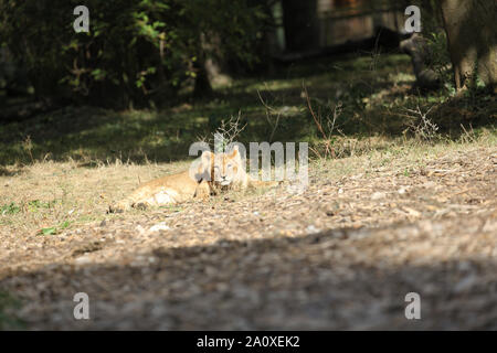 Lion Cub al Lion Lodge, Port Lympne Wild Riserva Animale Foto Stock