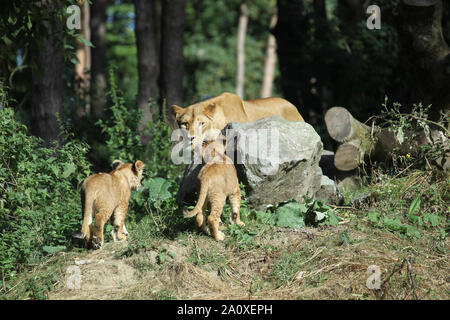 Leonessa con i cuccioli a Lion Lodge, Port Lympne Wild Riserva Animale Foto Stock