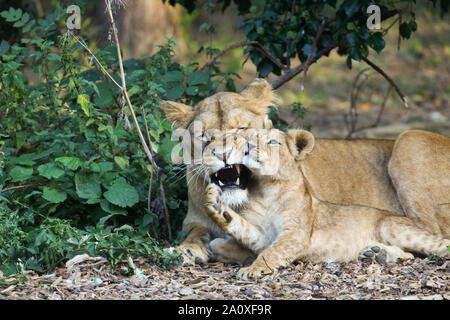 Leonessa con cucciolo a Lion Lodge, Port Lympne Wild Riserva Animale Foto Stock