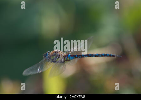 Migrante maschio Hawker libellula in volo, vista laterale rivolta verso sinistra, ali leggermente sfocati Foto Stock