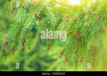 Sunny estate natura dello sfondo. Wet rami d abete dopo la pioggia con gocce d'acqua contro sfocata foresta sfocati Foto Stock