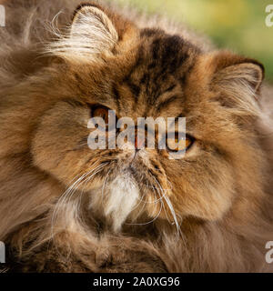 Gatto persiano. Animale adulto. Il gatto è stato fotografato vicino a una passeggiata nel parco. Autunno Foto Stock