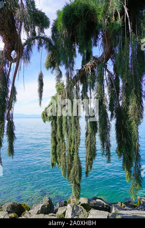 Vista di un pianto Sequoia gigante tree (Sequoiadendron giganteum pendolo) Foto Stock