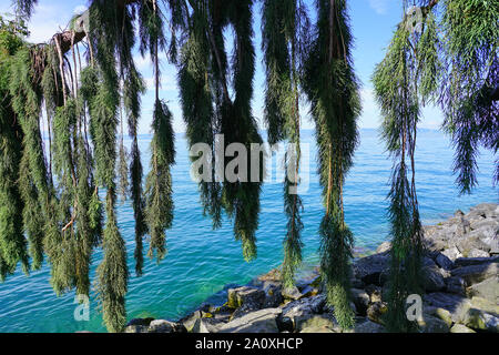 Vista di un pianto Sequoia gigante tree (Sequoiadendron giganteum pendolo) Foto Stock