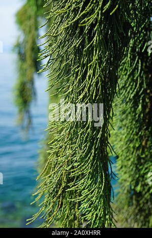 Vista di un pianto Sequoia gigante tree (Sequoiadendron giganteum pendolo) Foto Stock