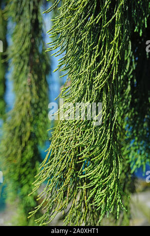 Vista di un pianto Sequoia gigante tree (Sequoiadendron giganteum pendolo) Foto Stock