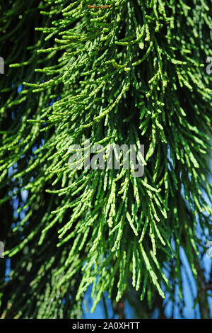 Vista di un pianto Sequoia gigante tree (Sequoiadendron giganteum pendolo) Foto Stock