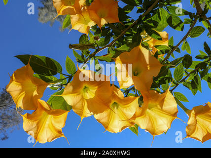 Vista ravvicinata di fioritura di grandi fiori di Brugmansia versicolor. Grandi fiori a forma di lungo le campane, soprannominato Angelo tromba. Sfondo. Foto Stock