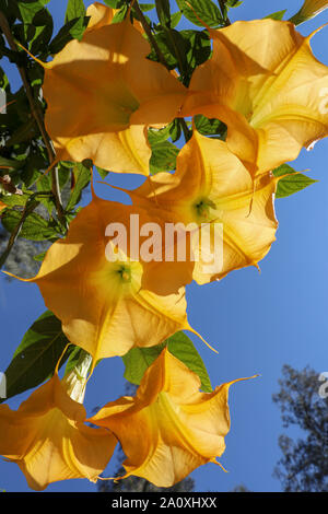 Vista ravvicinata di fioritura di grandi fiori di Brugmansia versicolor. Grandi fiori a forma di lungo le campane, soprannominato Angelo tromba. Sfondo. Foto Stock