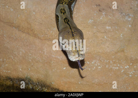 Pitone reticolato (Python reticulatus) Foto Stock