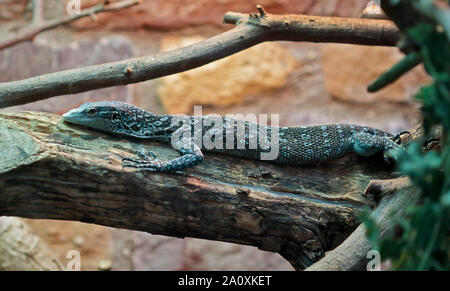 Struttura Blue-Spotted Monitor Lizard (varanus macraei) Foto Stock