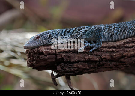 Struttura Blue-Spotted Monitor Lizard (varanus macraei) Foto Stock
