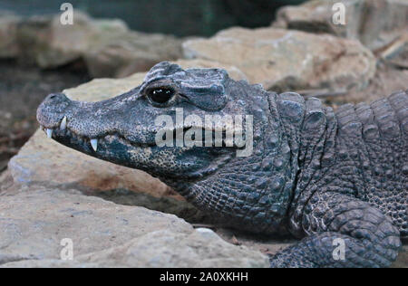 West African Dwarf Crocodile (osteolaemus tetraspis) Foto Stock