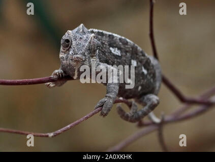 Camaleonte comune (Chamaeleo chamaeleon) Foto Stock