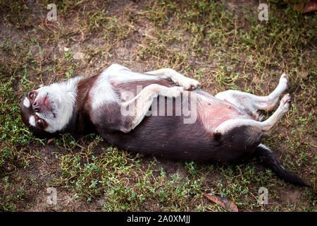 Poco divertente chihuahua cane si trova sulla sua schiena con le gambe in alto Foto Stock