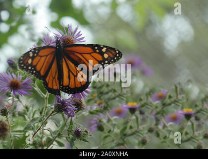 Farfalla monarca nectaring Foto Stock