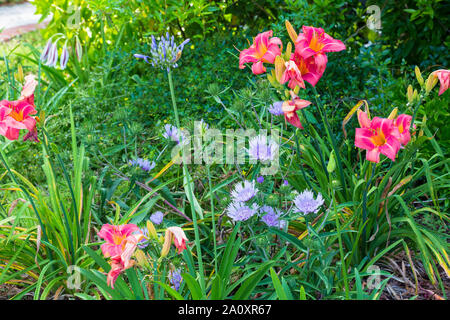 Daylilies, stokesia e agapanthus in Carolina del Sud garden Foto Stock