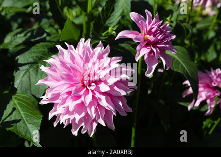 Dahlia ' Perla Maya ', un tipo a doppio rosa Orchid tipo dahlia in fiore, REGNO UNITO Foto Stock