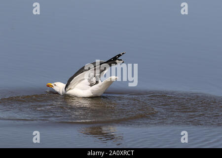 Lesser Black-backed Gull Foto Stock