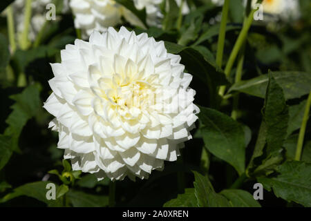 Dahlia ' White Charlie due ', un tipo a tipo decorativo bianco in Dahlia Fiore, REGNO UNITO Foto Stock