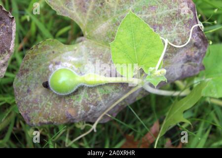 Nuovo di zecca zucca piccola forma sulla parte superiore di un vecchio Leaf Foto Stock