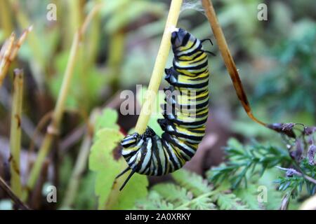 Un monarca Caterpillar si blocca in un J prima della fase di crisalide Foto Stock