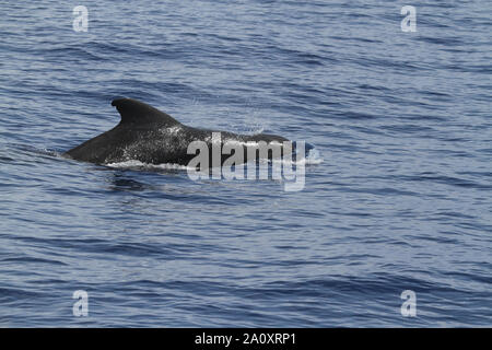 A breve alettato di Balene Pilota Foto Stock