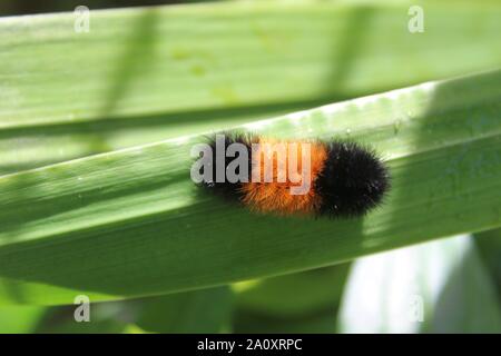 Un arancione e nero lanosi Bear Caterpillar a camminare su una foglia Foto Stock