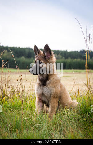 3 mesi di età longhaired pastore tedesco cane seduta femmina Foto Stock