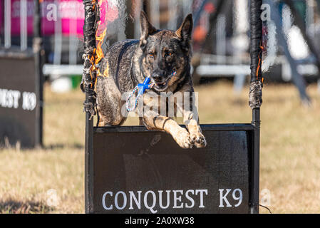 Conquista K9 display dog a livello nazionale Paese mostrano Live a Hylands Park, Chelmsford Essex, Regno Unito. Pastore Tedesco. Dog agilità Foto Stock