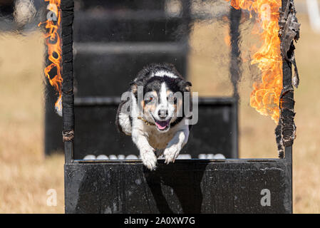 Conquista K9 display dog a livello nazionale Paese mostrano Live a Hylands Park, Chelmsford Essex, Regno Unito. Dog agilità Foto Stock