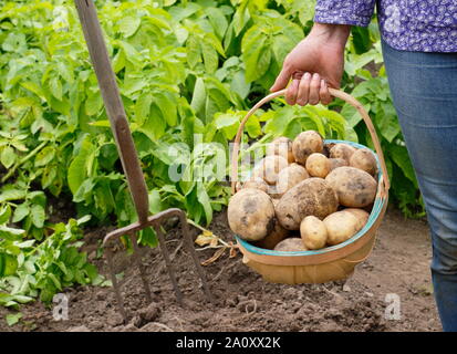 Donna con patate primaticce appena scavate in un trug in un orto. Solanum tuberosum 'Marfona'. Foto Stock