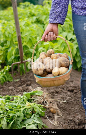 Donna con patate primaticce appena scavate in un trug in un orto. Solanum tuberosum 'Marfona'. Foto Stock