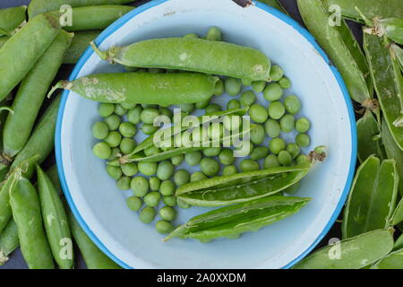 Pisum sativum 'Avanti'. Appena raccolto piselli giganti nei loro baccelli. Regno Unito Foto Stock