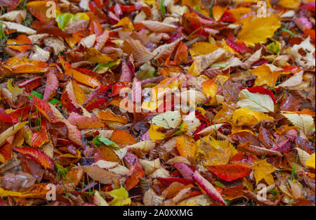 Autunno cadono le foglie sul terreno in rosso, giallo e colori arancio e verde. Colorato colorato piscina stagionale all'aperto fogliame sullo sfondo di caduta Foto Stock