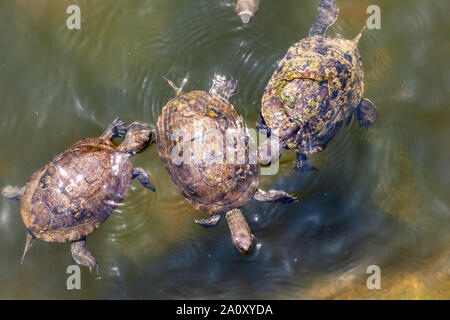 Tre le tartarughe marine nuotare nella zona umida di Skala Eressos, in Lesvos Island, Grecia, l'Europa. Foto Stock