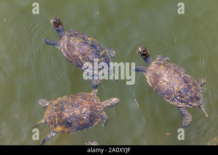 Tre le tartarughe marine nuotare nella zona umida di Skala Eressos, in Lesvos Island, Grecia, l'Europa. Foto Stock