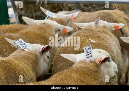 Llanelwedd, Powys, Regno Unito. Il 22 settembre, 2019. Texel rams attendere in penne per l'asta di domani. Ispezione e visualizzare gli eventi si svolgono alla vigilia della NSA (National pecore Association) Galles & Ram di confine vendita presso il Royal Welsh Showground in Powys, Wales, Regno Unito. Due NSA Galles & Ram di confine delle vendite sono tenuti ogni anno: un inizio di uno in agosto e quello principale in settembre. Intorno 4.500 montoni da circa trenta razze sarà in vendita. Credito: Graham M. Lawrence/Alamy Live News Foto Stock