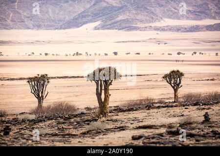 Faretra alberi in un surreale e deserto arido paesaggio, Namibia, Africa Foto Stock