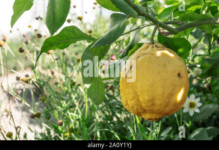 Close up di limoni appeso a un albero Foto Stock