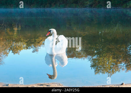 Il White Swan nelle prime ore del mattino, Swan con ali aperte Foto Stock
