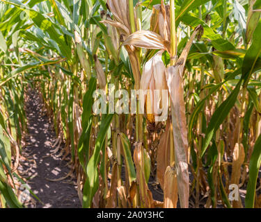 Spiga del granoturco appeso sul cornstalk, essiccazione lolla aperto esponendo kernel. Vista di righe in cornfield sotto la tettoia di foglie prima del raccolto autunnale. Foto Stock