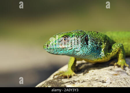 Primo piano di colore blu verde maschio lizard ( Lacerta viridis ) Foto Stock