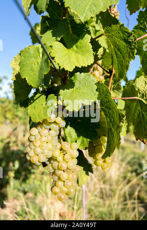 Il Riesling renano di uve da vino su una vite nel vigneto di organico Foto Stock
