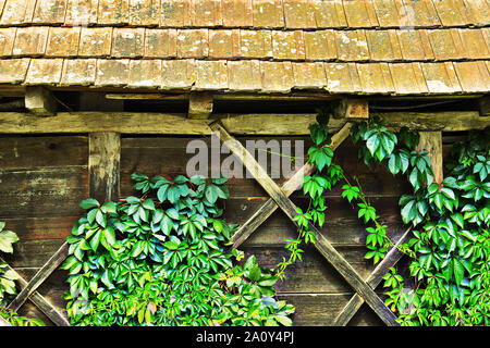 Verde edera cresciuto sulle pareti della vecchia casa in legno Foto Stock