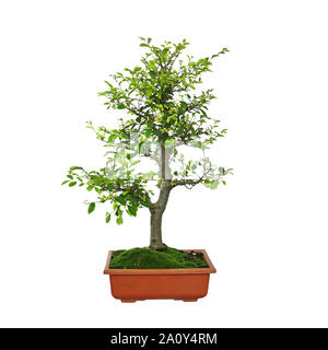 Olmo giapponese bonsai isolate su sfondo bianco ( Ulmus parvifolia ) Foto Stock