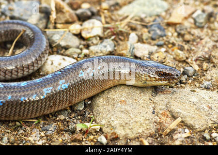 Slowworm maschio in accoppiamento stagione ( Anguis colchica ) Foto Stock