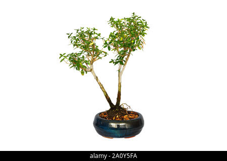 Un giovane giapponese boxthorn bonsai isolate su sfondo bianco ( Serissa japonica ) Foto Stock