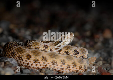 Deserto Massasauga, (Sistrurus tergeminus edwardsii), Socorro Co., New Mexico, negli Stati Uniti. Foto Stock